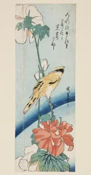 Hibiscus i Black-naped Oriole (kolorowy drzeworyt)
