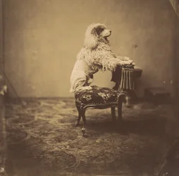 [Pudel cesarzowej Eugenii], lata 50. XIX wieku.