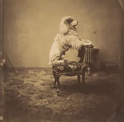 [Pudel cesarzowej Eugenii], lata 50. XIX wieku.