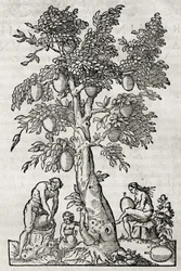 Drzewo chlebowe, rycina Andre Thevet (1504-1592), Paryż, Francja