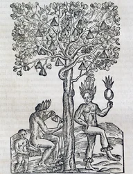Owoc Nana, tropikalna roślina lecznicza, rycina z Universal Cosmology, Andre Thevet (1504-1592), Paryż