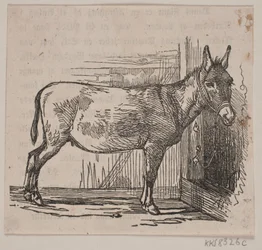 Osioł