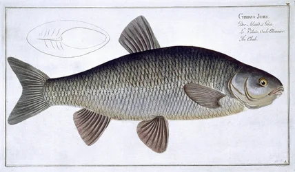 Chub (Cyprinus Jeses) płyta VI z 