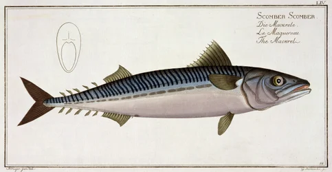 Makrela (Scomber Scomber) tablica LIV z "Ichthyologie, ou histoire naturelle generale et particuliere des poissons", autor Marcus Elieser Bloch (1723-99), rytował Gabriel Bodenehr (1673-1766), wyd.