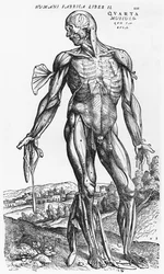 Studium anatomiczne, ilustracja z dzieła "De Humani Corporis Fabrica" Andreasa Vesaliusa (1514-64), Bazylea, 1543