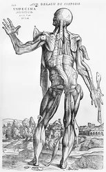 Studium anatomiczne, ilustracja z „De Humani Corporis Fabrica” Andreasa Starra (1514-64) Bazylea, 1543