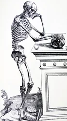 Ludzki szkielet z czaszką w dłoni. Z „De Humani Corporis Fabrica” Vesaliusa. Możliwy drwal: Jan von Calcar