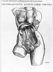 Tabliczka zaczerpnięta z traktatu De „Humani Corporis Fabrica libri septem”” autorstwa André Vésale (1514-1564), holenderskiego anatoma (po łacinie: Andrea Vesalius, po holendersku: Andries Van Wesel). Bazylea 1543.