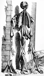 Płyty z II Księgi De Humani Corporis Fabrica