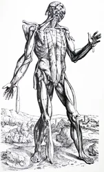 Płyty z II Księgi De Humani Corporis Fabrica