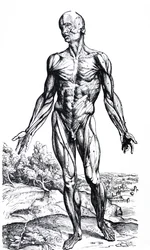Płyty z II Księgi De Humani Corporis Fabrica