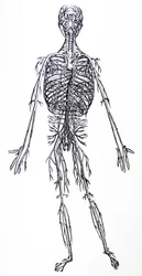 Płyty z III Księgi De Humani Corporis Fabrica