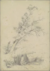 Drzewa, Hudson