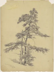 Drzewa, Wirginia Zachodnia