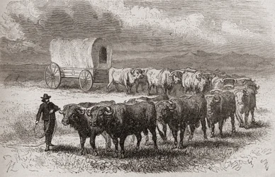 Pędzące woły przez wielkie równiny Ameryki w 1867 r., ilustracja z „Świata w rękach”, opublikowana w 1878 r.