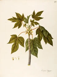 Papaya (Carica papaya), Caricaceae, ciepłe drzewo szklarniowe o trwałych liściach, uprawiane dla owoców, pochodzące z tropikalnej Ameryki, akwarela