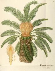 Palma sago (Cycas revoluta Thunb), Cycadaceae, Angela Rossi Bottione, akwarela