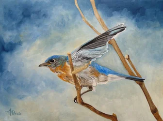 Bluebird wzbija się w powietrze
