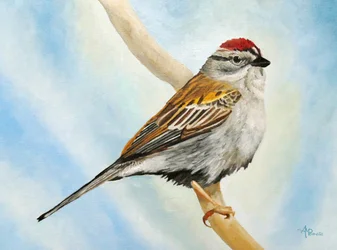 Sparrow siedzący na gałęzi