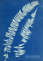 Asplenium Braziliense, Ameryka Południowa, ok. 1850