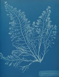 Cystoseira granula, ca. 1853.