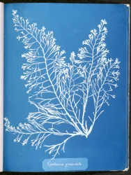 Cystoseira granula, z „Photographs of British Algae: Cyanotype Impressions”, opublikowana w latach 1843-53