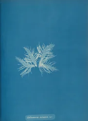 Delesseria sinvosa, var., ca. 1853.