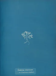 Okrzemki morskie na Ceramium rubrum, ca. 1853