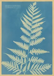 Dicksonia arborescens, Jamajka