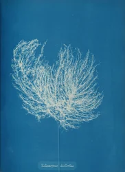 Ectocarpus distanceus, ca. 1853.