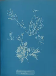 Pasożytniczy Exillaria crystallinum, ca. 1853.
