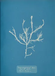 Fucus aeruginosus Turner. Z. Morze Lizbona Nowość w Wielkiej Brytanii., ok. godz. 1853.