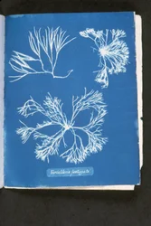 Furcelleria fastigiata, z „Photographs of British Algae: Cyanotype Impressions”, opublikowana w latach 1843-53 (cyjanotyp)