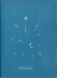 Grateloupia filicina, ca. 1853.