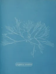 Coral Griffithsia, ca. 1853.