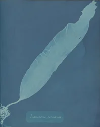 Laminaria sacharyna, ca. 1853.