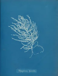 Polisyfonia byssoides, ca. 1853.