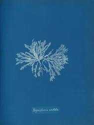 Polisyfonia cristata, ca. 1853.