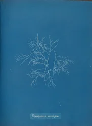 Polysiphonia subulifera, ca. 1853.