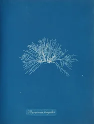 Polisyfonia tujoidalna, ca. 1853.