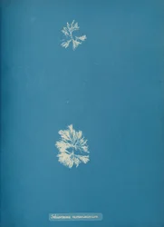 Schizonema ramosissimus, ca. 1853
