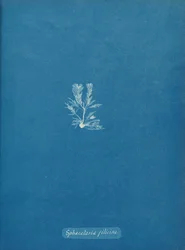 Sphacelaria filicina, ca. 1853.