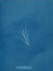 Striaria osłabiona, ca. 1853.