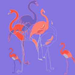 Flamingi