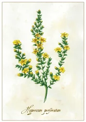 Hypericum perforatum, 2015 (gwasz)