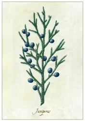 Juniperus, 2015 (gwasz)