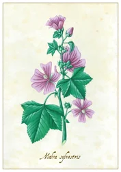 Malva sylvestris, 2015 (gwasz)
