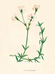 Chwale polna, ok. 1891 r., 1891 r