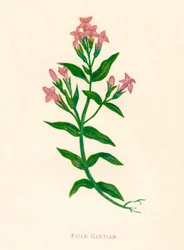 Goryczka polna, ok. 1891 r., 1891 r