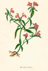 Czerwona pokrzywa konopna, ok. 1891 r., 1891 r